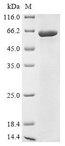 Desmoglein-3 (DSG3), partial, human, recombinant