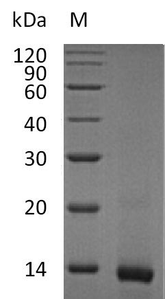 Interleukin-4 (Il4), partial (Active), mouse, recombinant