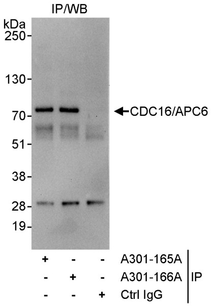 Anti-CDC16/APC6