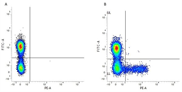 Anti-KIR2D (RPE), clone NKVFS1