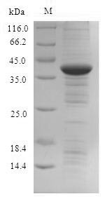 Indolethylamine N-methyltransferase (INMT), human, recombinant