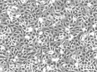 Chang Liver (HeLa) Cells
