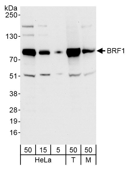Anti-BRF1