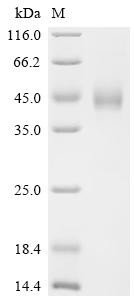 Zinc-alpha-2-glycoprotein (Azgp1), recombinant mouse