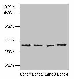 Anti-Mmp7
