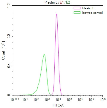 Anti-LCP1 Recombinant Monoclonal, clone 29G10