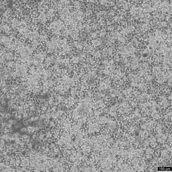 RSC96 Cells
