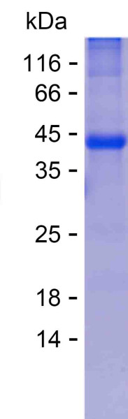 GFRA1 (human), recombinant protein