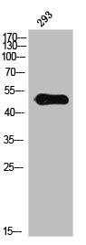 Anti-Phospho-IL13RA1 (Y405)