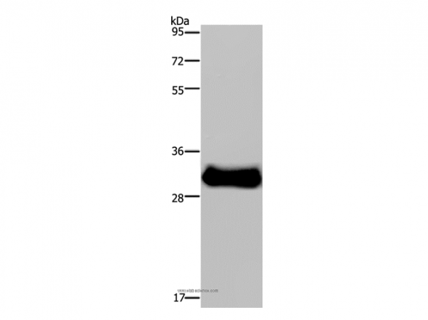 Anti-FHL3