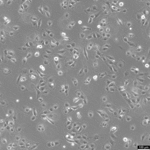 Daoy Cells
