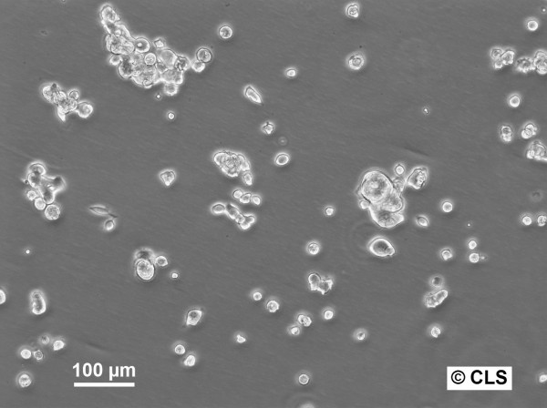 HROC107 Cells