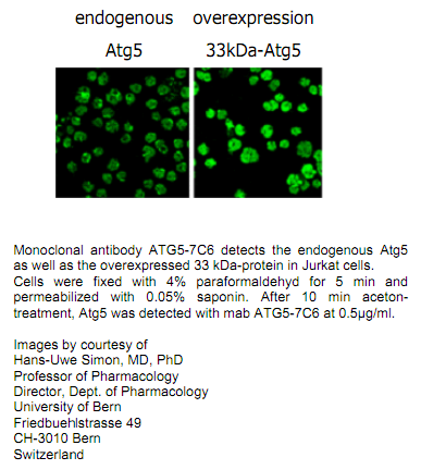 Anti-ATG5, clone 7C6