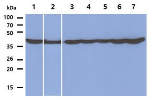 Anti-PGK1, clone 2F4