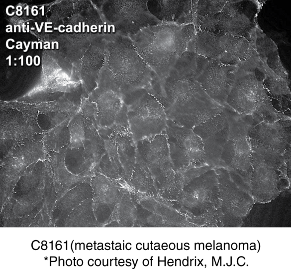 Anti-VE-Cadherin
