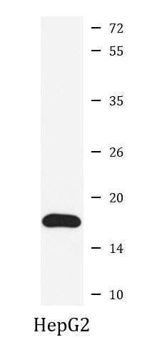 Anti-Cyclophilin A