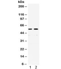 Anti-XRCC4