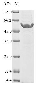 Ribonuclease 4 (RNASE4), human, recombinant