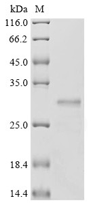Erythroferrone (ERFE), partial, human, recombinant