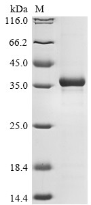 H-2 class I histocompatibility antigen, D-D alpha chain (H2-D1), mouse, recombinant