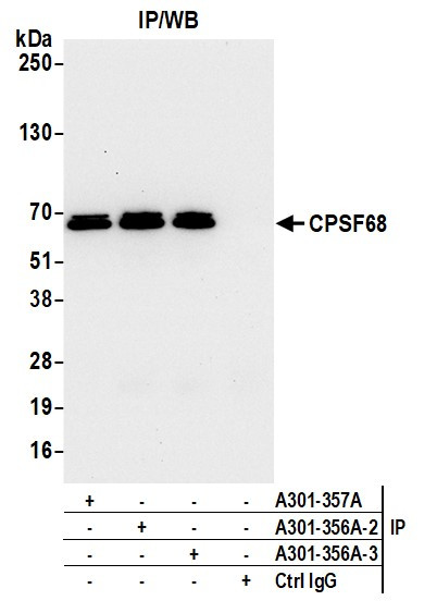 Anti-CPSF68