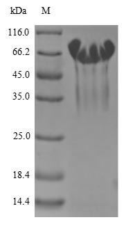Mucosal addressin cell adhesion molecule 1 (MADCAM1), partial, human, recombinant