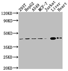 Anti-AGTR2 Recombinant Monoclonal, clone 6C7