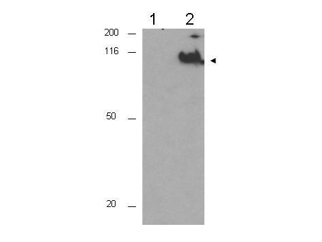 Anti-phospho-cdc27 (Thr244)