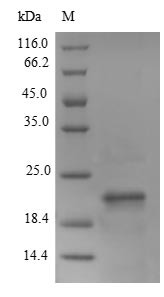 Lymphocyte antigen 6E (Ly6e), mouse, recombinant