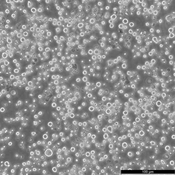MR1 Cells