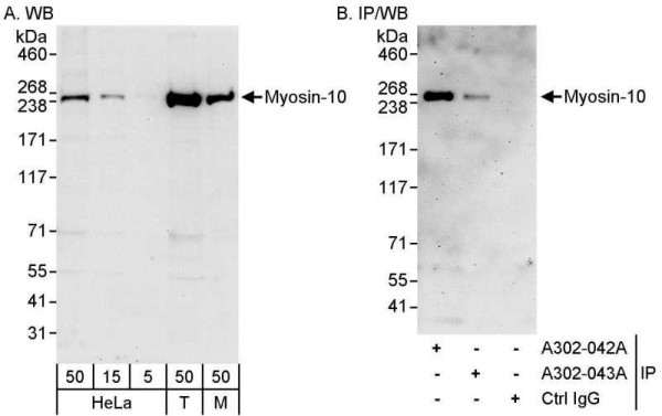 Anti-Myosin-10