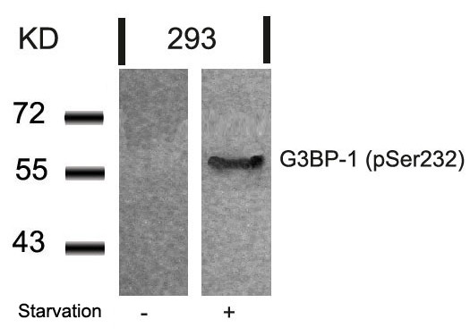 Anti-phospho-G3BP-1 (Ser232)