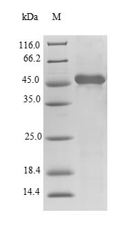 Alpha-tocopherol transfer protein (TTPA), human, recombinant