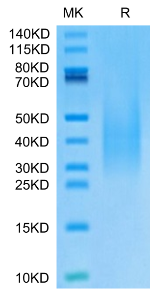 Monkeypox virus A30 Protein