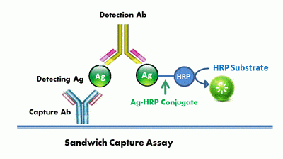 1-Aminohydantoin (AHD)-BSA Conjugate