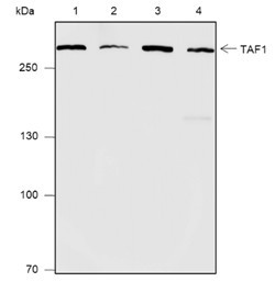 Anti-Recombinant TAF1, clone A574