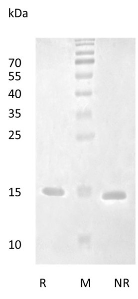 Recombinant Human Brain-Derived Neurotrophic Factor