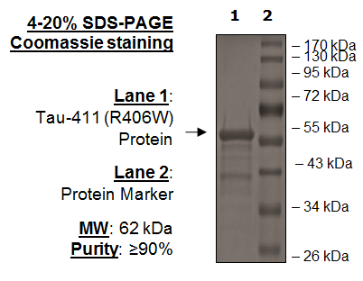 Tau-441 (R406W) Protein