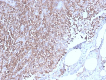 Anti-CD3 epsilon, clone C3e/2858R