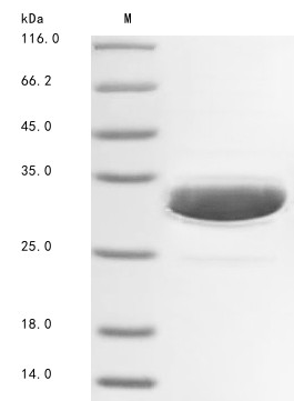 Heat shock protein HSP 90-alpha 1 (hsp90a.1), partial, Danio rerio, recombinant