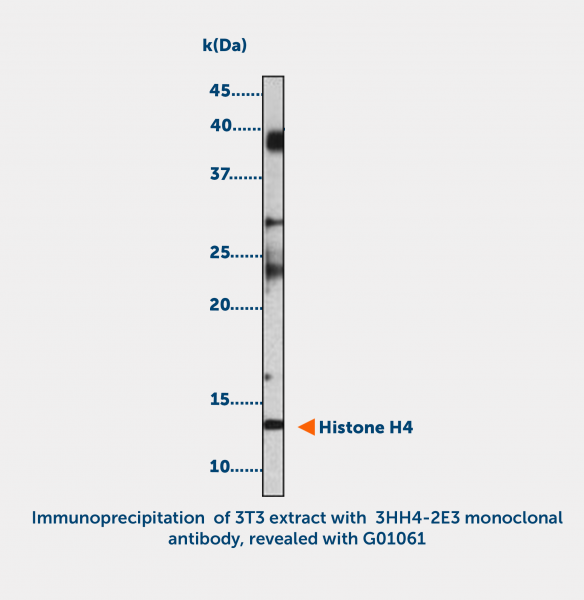 Anti-acetyl-Histone H4 acetylated (K8 or K12)