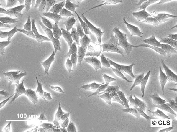 HGC-27 Cells