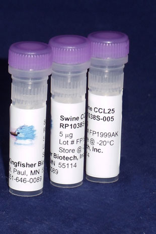 CCL25 (TECK), swine recombinant (rpoCCL25)