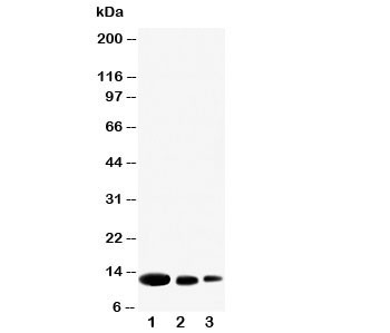 Anti-CXCL9