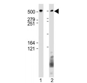 Anti-BIRC6 (C-Terminal Region)