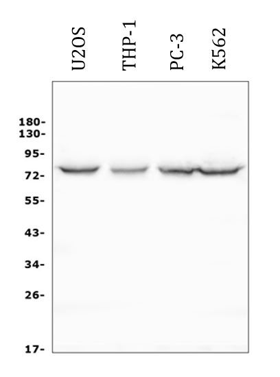 Anti-ARNTL / BMAL1