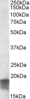 Anti-SDHAF1, C-terminal