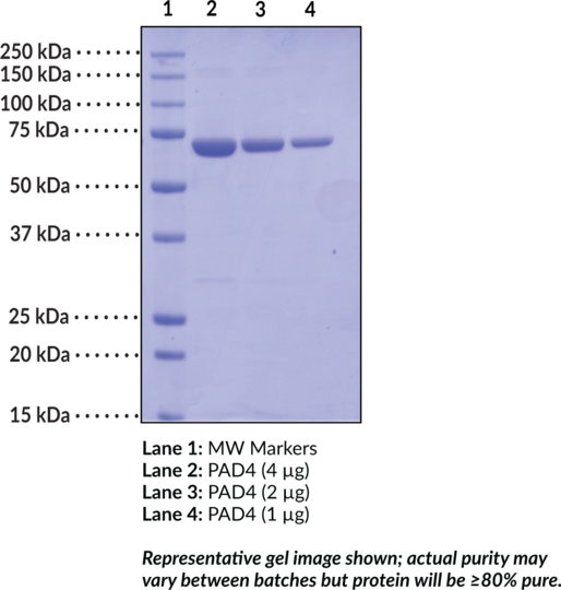 PAD4 (human, recombinant)