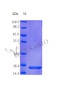 Tumor necrosis factor ligand superfamily member 13B (TNFSF13B), partial (Active), human, recombinant