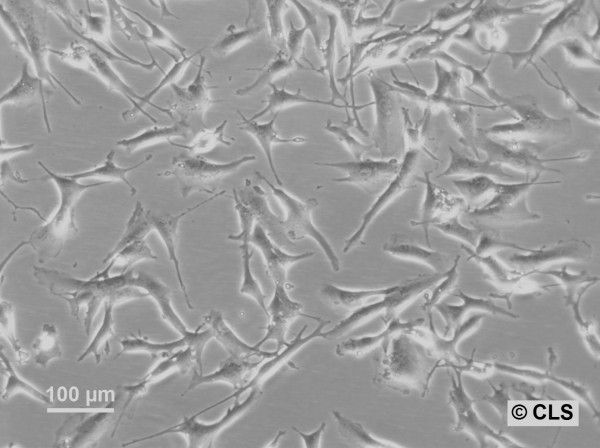 HROG13 Cells
